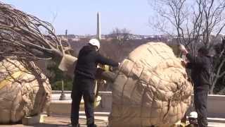 preview picture of video 'Arlington National Cemetery is Home to 8600+ Trees'