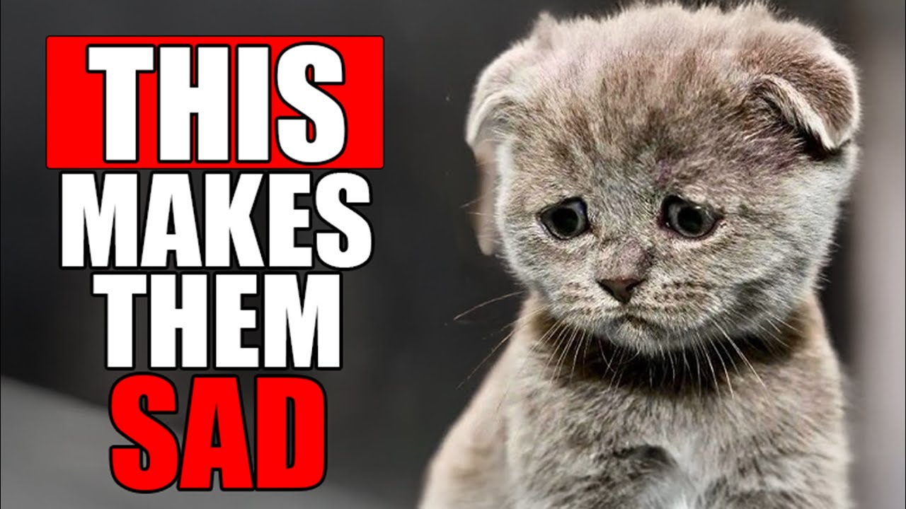 These 22 Everyday Things BREAKS Your Cat's HEART!