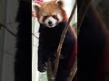 Aww Baby Red Pandas - So Cute and Funny Red Pandas Videos 2021 Compilation #Shorts #Aww Animals