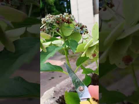 アジサイはいつ、どのように切るのですか？簡単ステップバイステップ！  庭園