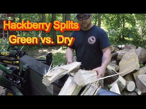 Green vs. Dry Hackberry Splits