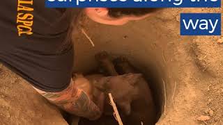 CCSPCA Humane Officers aid with Creek Fire rescue & relief