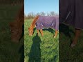 Pension chevaux Pr&eacute;/box en pleine campagne, au calme 