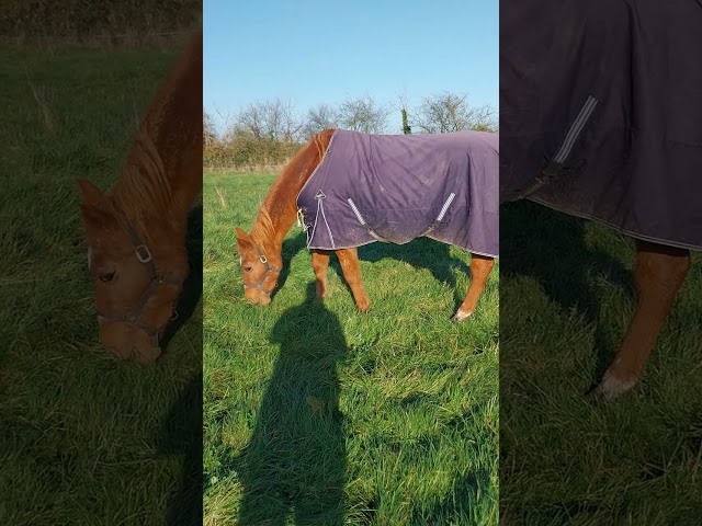 Pension chevaux Pr&eacute;/box en pleine campagne, au calme 