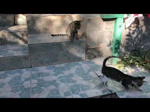 Sheykh  Mehmet Nazim. The Cat