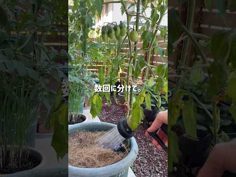 水やりをほとんどせずにプランターに植える植物はどれですか？ローメンテナンス10種！  庭園