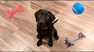 Labrador Puppy Reviews Toys!!