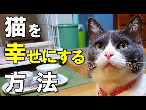 アパートの猫は幸せですか?