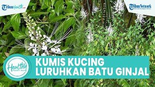 Minum Air Rebusan Daun Kumis Kucing Bisa Meluruhkan Batu Ginjal, Begini Cara Tepat Buatnya