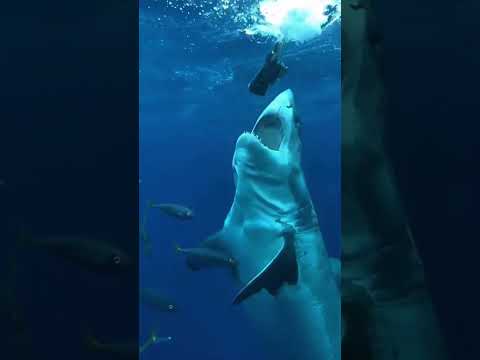 squalo in azione#attack #shark