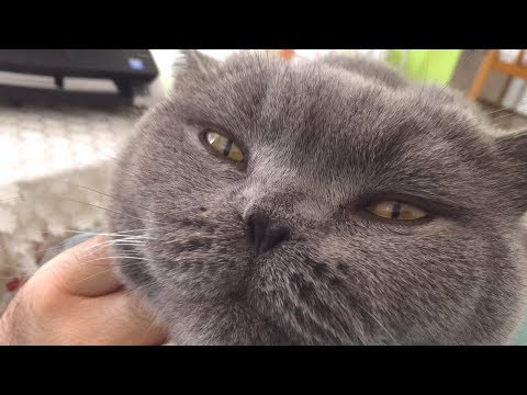 Coconut. Blue British Shorthair - Came asking for cuddles.