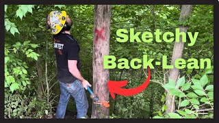 Removing a Back-Leaning Ash Tree (Plus a Surprise Oak!)