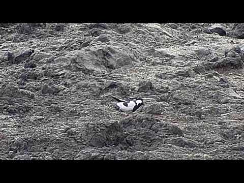 Djuma: Blacksmith Lapwing sitting on a nest? - 09/07/19