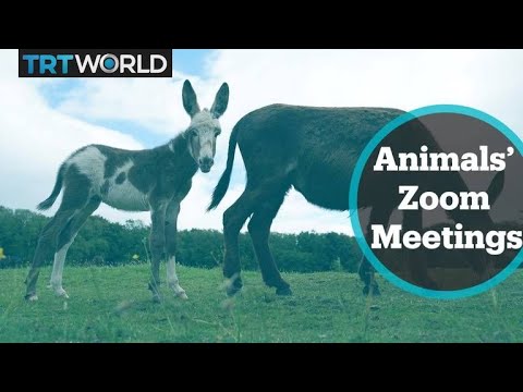 Farm animals appear on Zoom meetings in fundraising effort