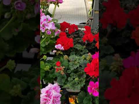 2023 年にゼラニウムを地面に植える時期 (1)