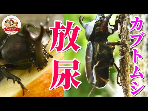 カブトムシはオシッコをして死ぬと言われています