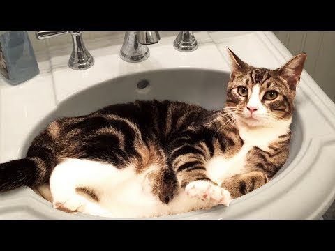 Sizi Gülümsemeye Devam Eden Sevimli ve Komik Kedi Videoları! 🐱🐱 #cats   #animals #dogs