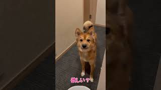 大きくなりました【うちのワンコ】 #Shorts