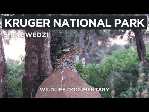 Krüger-Nationalpark - SHINGWEDZI