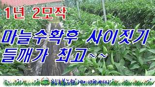 들깨심는시기-마늘수확후 사이짓기로 들깨재배가 최고~~