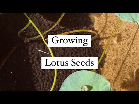 Growing Lotus Seeds / Care 🪷 #lotusseed #lotus #houseplants #plants #indoorplants #aquaticplants
