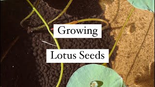 Growing Lotus Seeds / Care 🪷 #lotusseed #lotus #houseplants #plants #indoorplants #aquaticplants