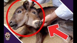 7 Tier-Mutanten aus Tschernobyl,auf Kamera festgehalten ! | SCP German