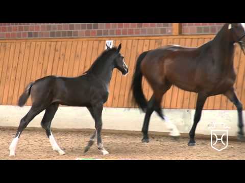 ODRZ162 Stutfohlen von Casall   Contendro I   Claudio