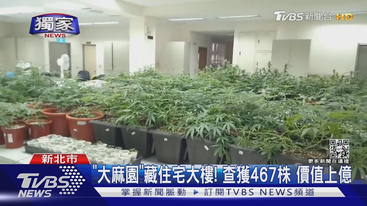 「大麻園」藏住宅大樓!查獲467株 價值上億