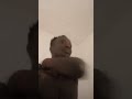Shatta Wale Rapture