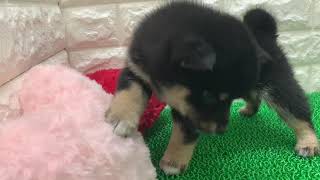 柴犬の動画01