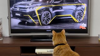 新車情報に熱心に耳を傾ける猫