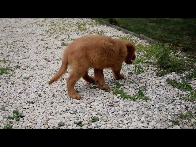 Golden Retriever puppy for sale