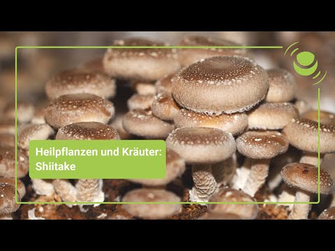Shiitake – Everything you should know about its effects.