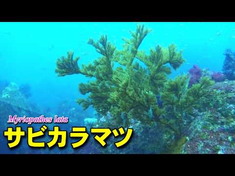 樹木のように枝を広げるサビカラマツ