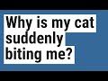Why Is My Cat Suddenly Biting Me