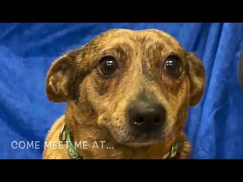 Norah, an adopted Dachshund Mix in Kittanning, PA_image-1