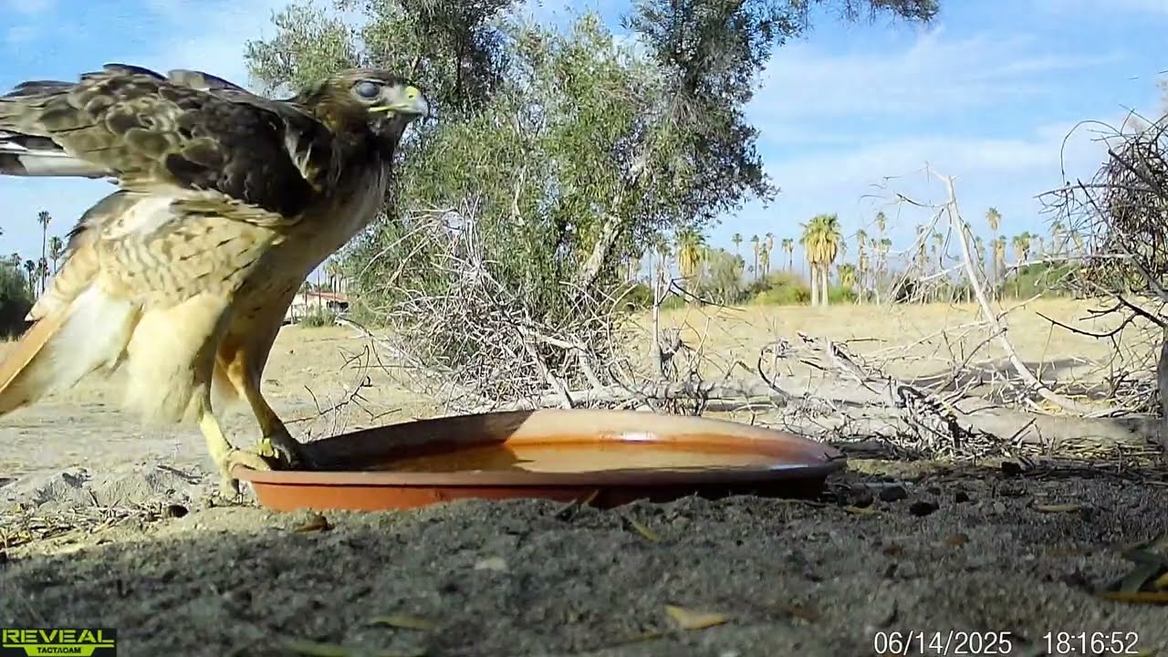 S3E37: Arriving at the saucers...