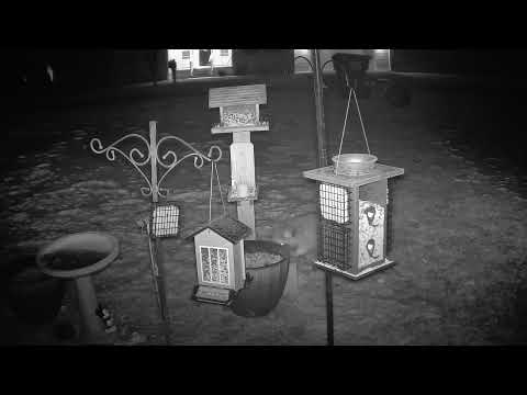 An Episode with bear the raccoon