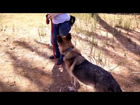 הרצליה אוהבת חיות 250715 - קלוני (1)