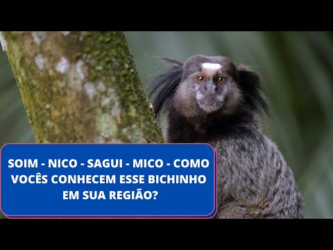 SOIM - NICO - SAGUI - MICO - COMO VOCÊS CONHECEM ESSE BICHINHO EM SUA REGIÃO?