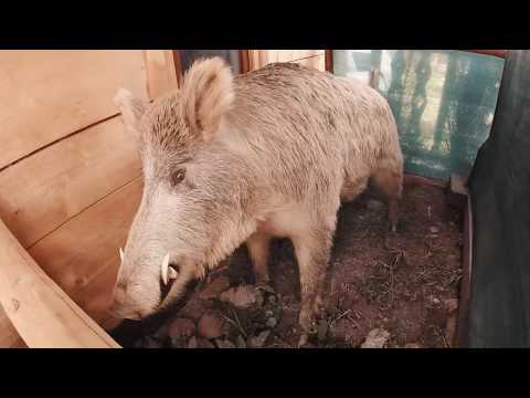 Sancariu-Dealu Negru-Belis-Albac-Vartop