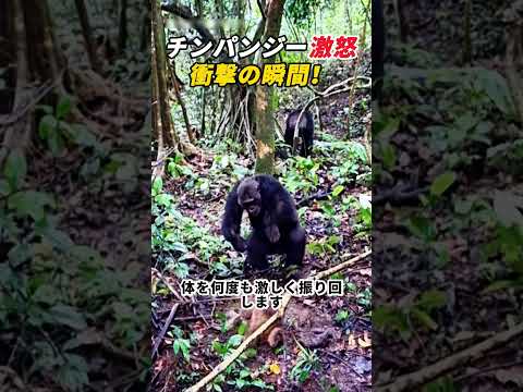 チンパンジー激怒！ 衝撃の瞬間！    #チンパンジー  #サル  #野生動物  #動物の世界  #自然の瞬間
