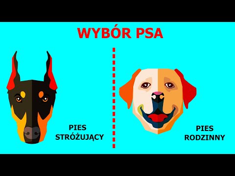 Jak dobrać rasę psa specjalnie dla ciebie – kompletny przewodnik