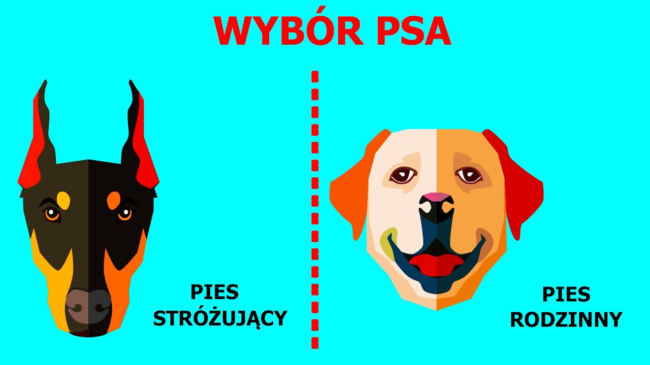 Jak dobrać rasę psa specjalnie dla ciebie – kompletny przewodnik