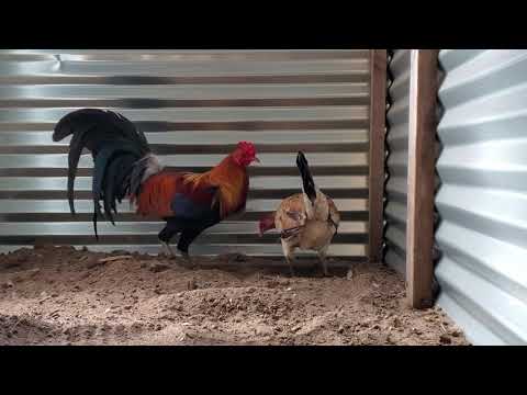 Rat Graves McLean Hatch