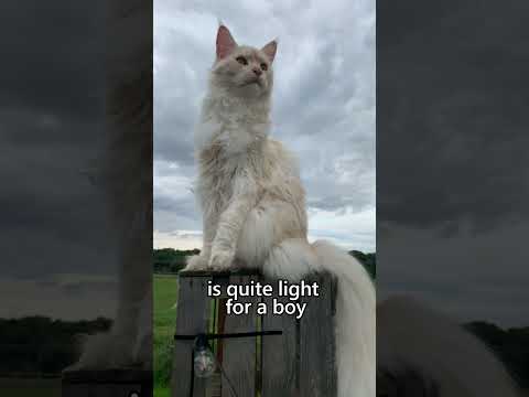 Real Maine Coon cat sizes #mainecoon #cat #cutecat #catlover