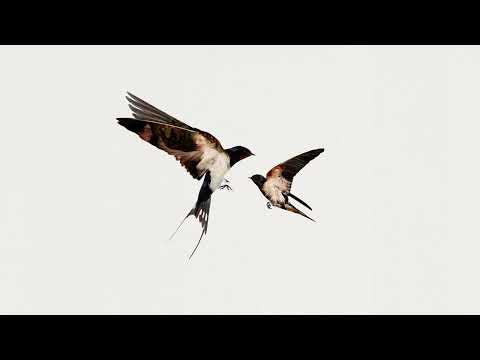 Lauri Tähkä -  Linnut lentävät takaisin (Audiovideo)