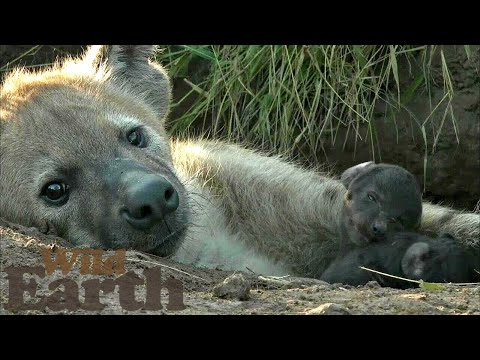 We Welcome Two New Members of the Djuma Hyena Clan!