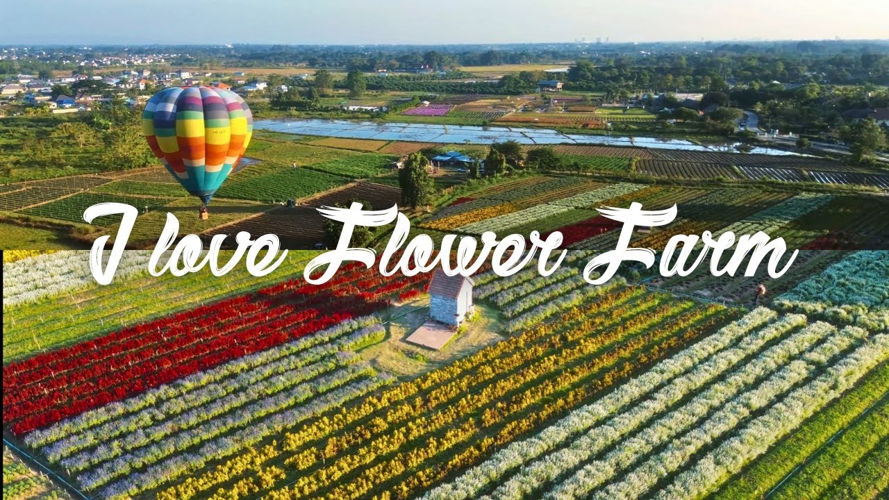 Experience a virtual tour of I Love Flower Farm.